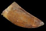 Serrated, Juvenile Carcharodontosaurus Tooth - Morocco #100087-1